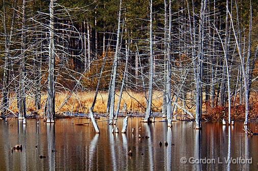 Swamp Reflections_10651A.jpg - Stony Swamp photographed at Ottawa, Ontario - the capital of Canada.